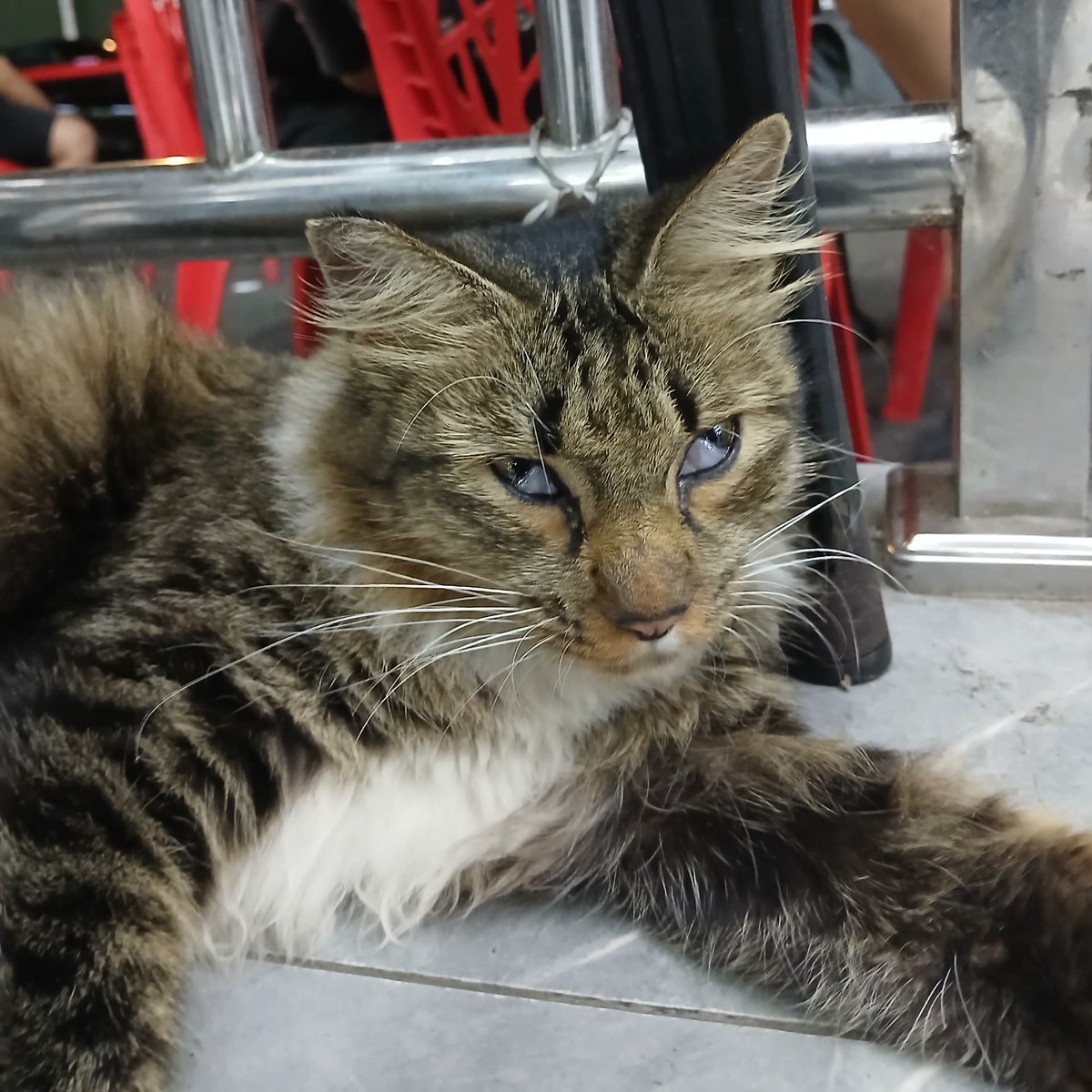 𝐦𝐢𝐨𝐰🐾 tweet media