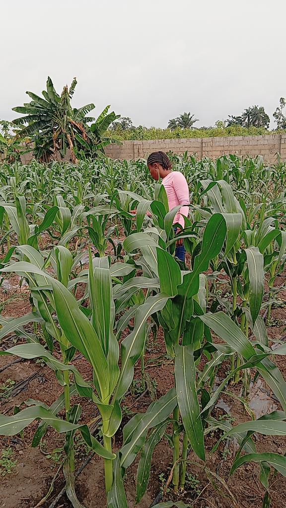 Farm With Gifty 🌽🌱 tweet media