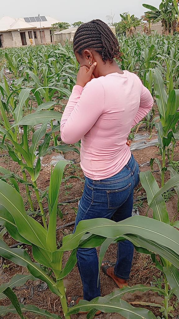 Farm With Gifty 🌽🌱 tweet media