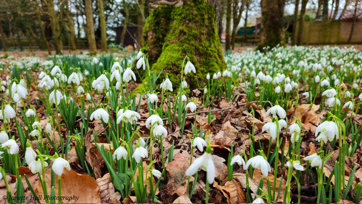 JanetteHall's tweet photo. Was a great afternoon visiting Bank Hall, amazing snowdrops display 🤍
#bankhall #snowdrops #colours #nature #NaturePhotography #NatureBeauty #naturelovers #green #white #plants #petals #frost #cold #flowers #flower #FlowerPower #FlowerHour #signofspring @VisitLancashire https://t.co/elVg1WU7d4