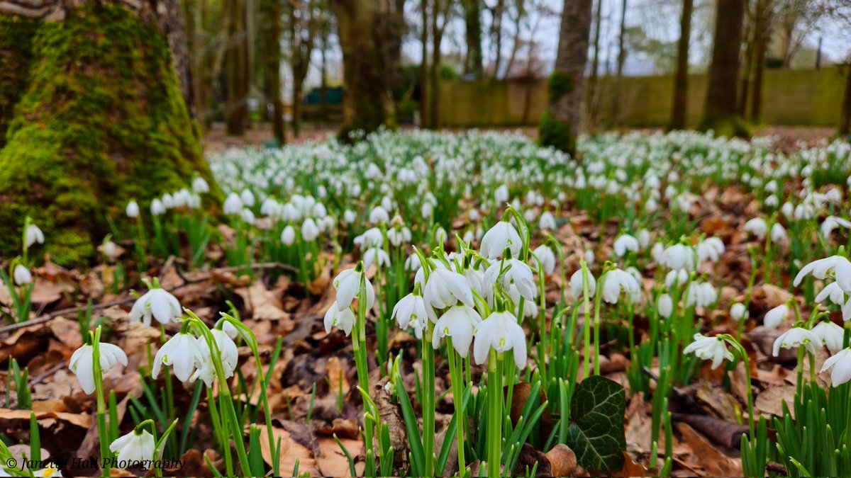 JanetteHall's tweet photo. Was a great afternoon visiting Bank Hall, amazing snowdrops display 🤍
#bankhall #snowdrops #colours #nature #NaturePhotography #NatureBeauty #naturelovers #green #white #plants #petals #frost #cold #flowers #flower #FlowerPower #FlowerHour #signofspring @VisitLancashire https://t.co/elVg1WU7d4