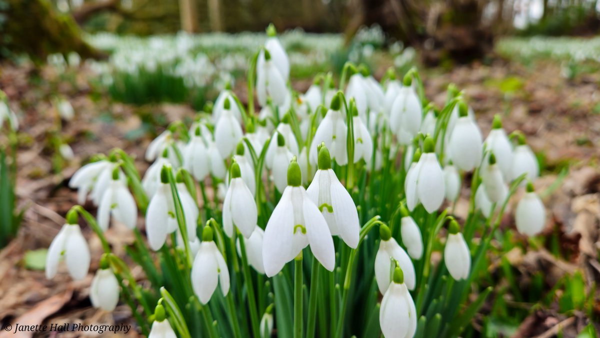 JanetteHall's tweet photo. Was a great afternoon visiting Bank Hall, amazing snowdrops display 🤍
#bankhall #snowdrops #colours #nature #NaturePhotography #NatureBeauty #naturelovers #green #white #plants #petals #frost #cold #flowers #flower #FlowerPower #FlowerHour #signofspring @VisitLancashire https://t.co/fSfhL48brl