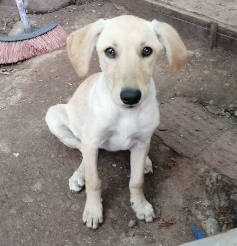 eltuitdemarsh's tweet photo. Isidora, de 4 meses, en adopción responsable. Será de tamaño mediano. Sé entregará esterilizada y desparasitada. Si deseas darle un hogar para siempre, comunícate al +56952049111. Favor RT! 
#RegiónMetropolitana https://t.co/PyAcNTB4Yv