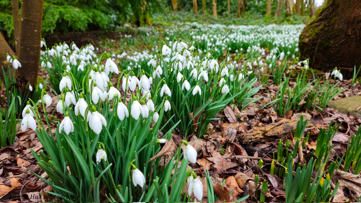JanetteHall's tweet photo. Was a great afternoon visiting Bank Hall, amazing snowdrops display 🤍
#bankhall #snowdrops #colours #nature #NaturePhotography #NatureBeauty #naturelovers #green #white #plants #petals #frost #cold #flowers #flower #FlowerPower #FlowerHour #signofspring @VisitLancashire https://t.co/fSfhL48brl