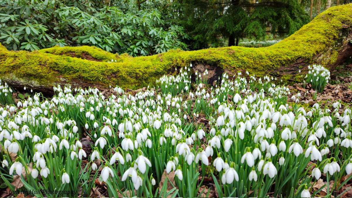 JanetteHall's tweet photo. Was a great afternoon visiting Bank Hall, amazing snowdrops display 🤍
#bankhall #snowdrops #colours #nature #NaturePhotography #NatureBeauty #naturelovers #green #white #plants #petals #frost #cold #flowers #flower #FlowerPower #FlowerHour #signofspring @VisitLancashire https://t.co/fSfhL48brl