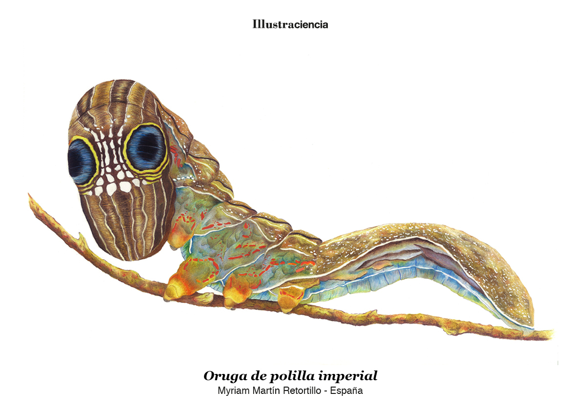 illustraciencia's tweet photo. Realmente, no son ojos ni dientes. Conoce el mecanismo de defensa de esta curiosa #oruga en #Illustraciencia https://t.co/6LTAtfBa8H https://t.co/4FjCVi1oGA