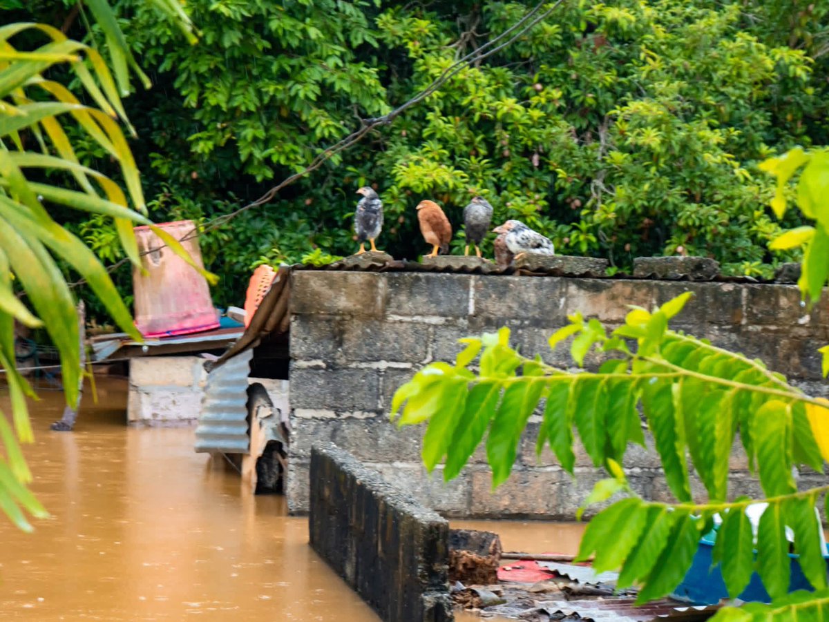 Momentos Virales tweet media