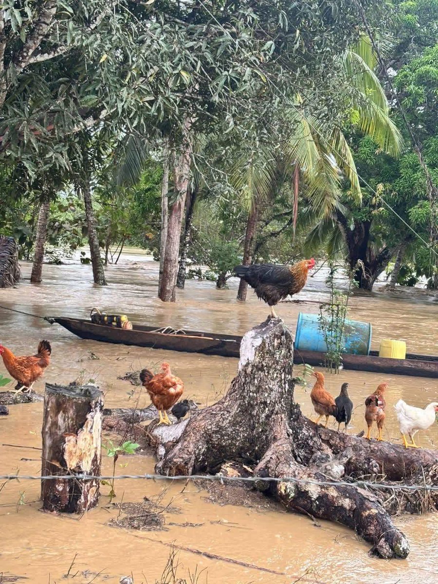 Momentos Virales tweet media