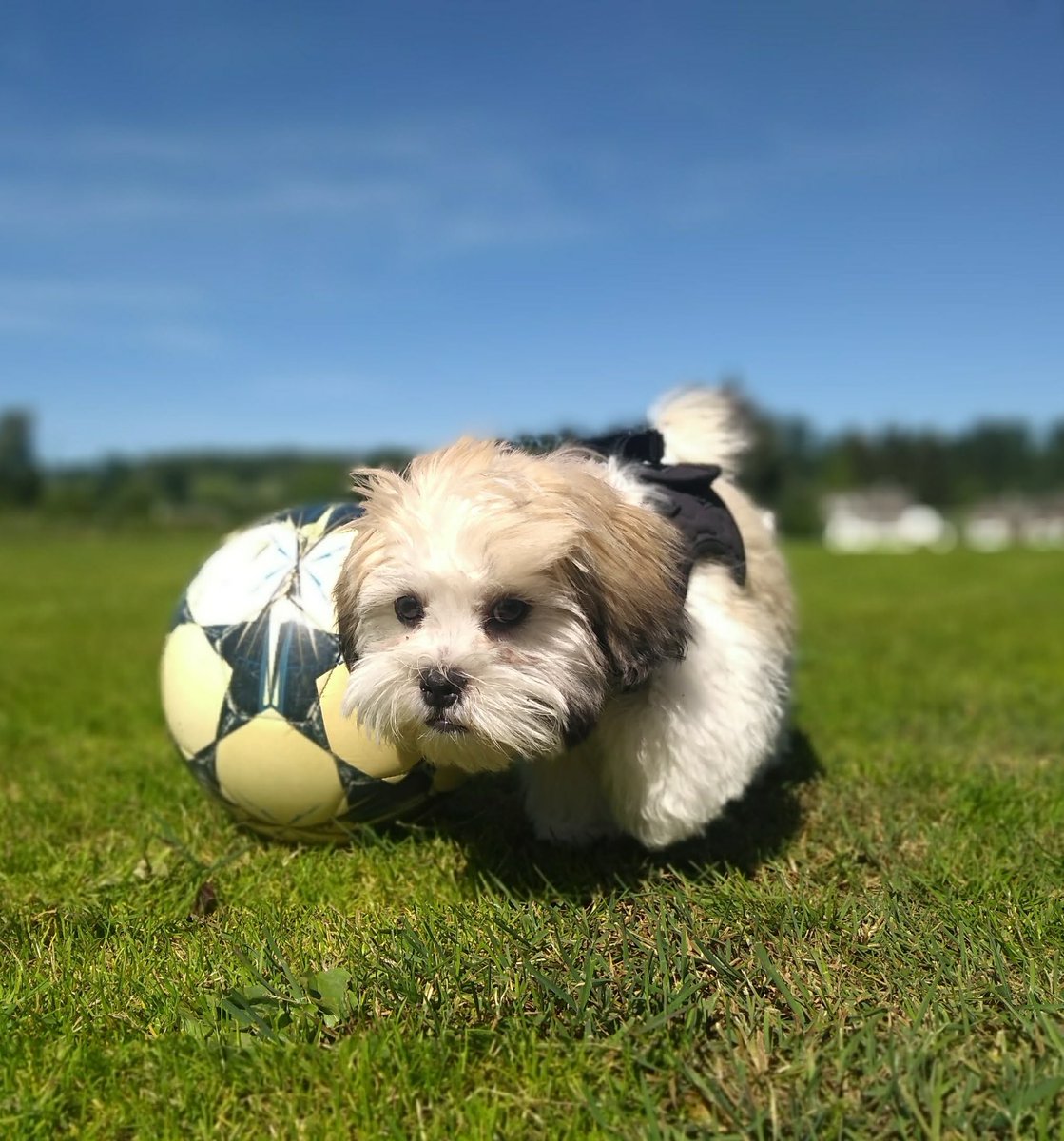 Nelson Chris Mundell tweet media