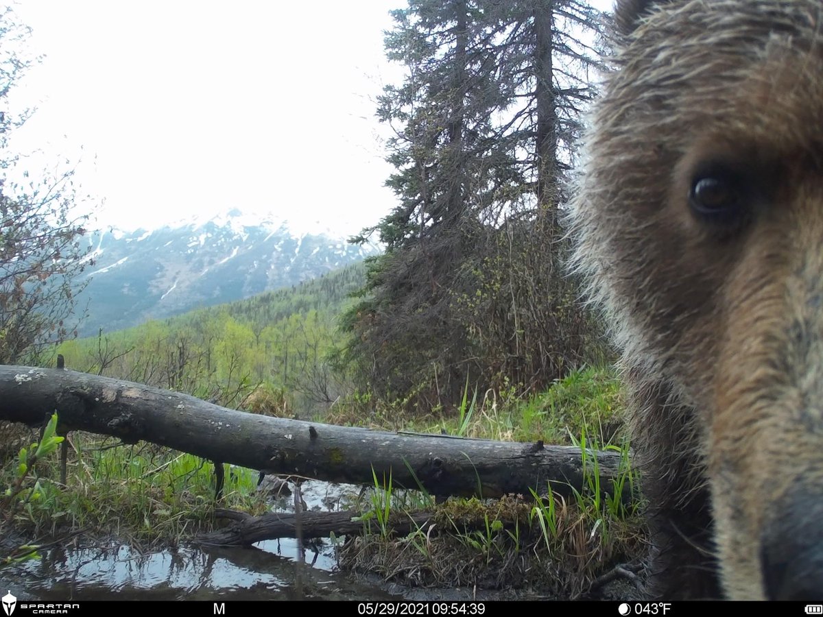 trailcam (@trail_cams) on Twitter photo 