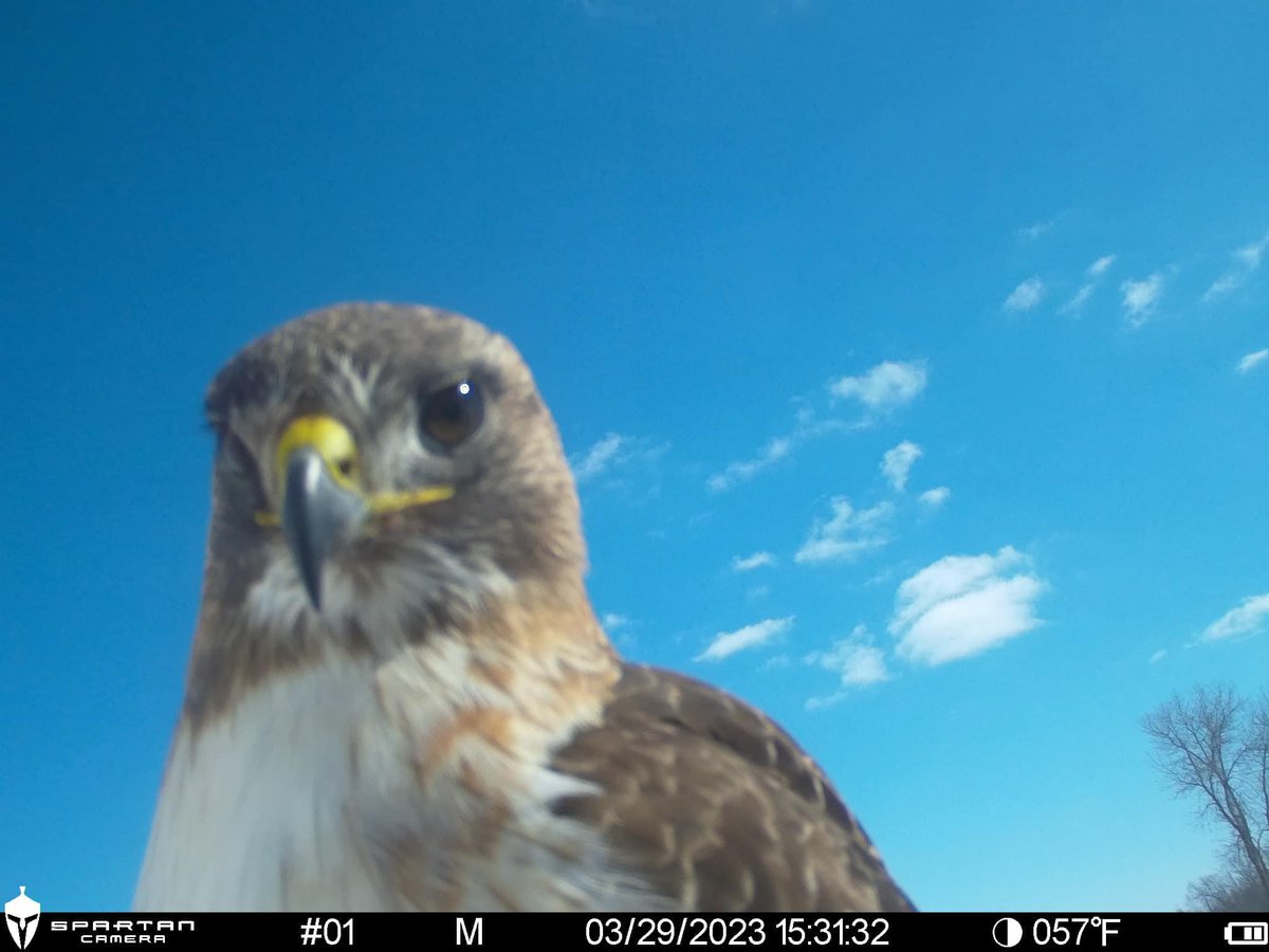 Trail_Cams's tweet image. 