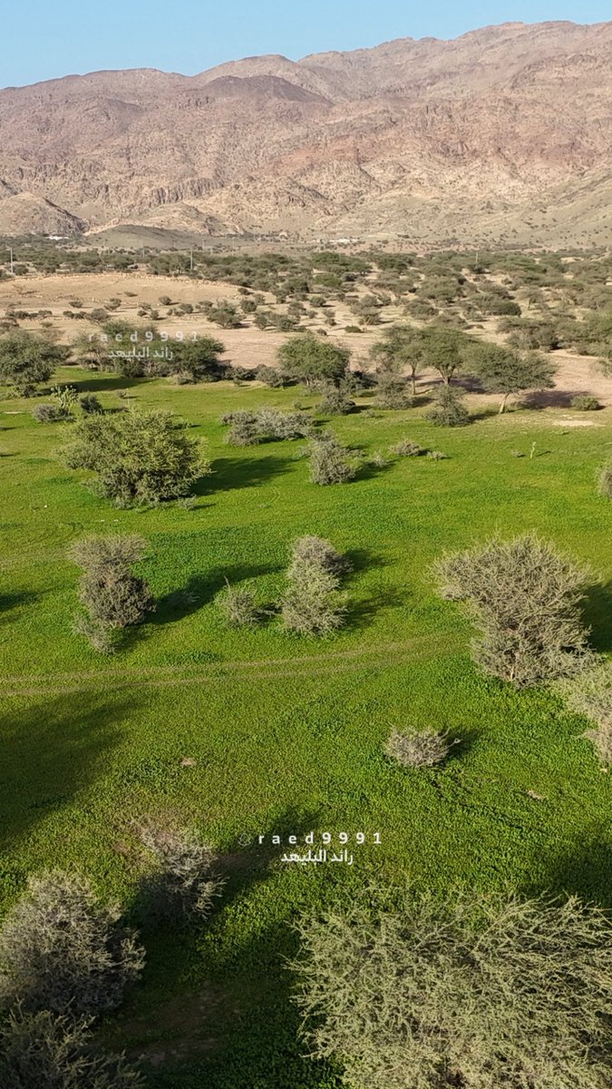 رائد البليهد tweet media