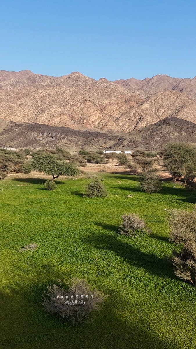 رائد البليهد tweet media