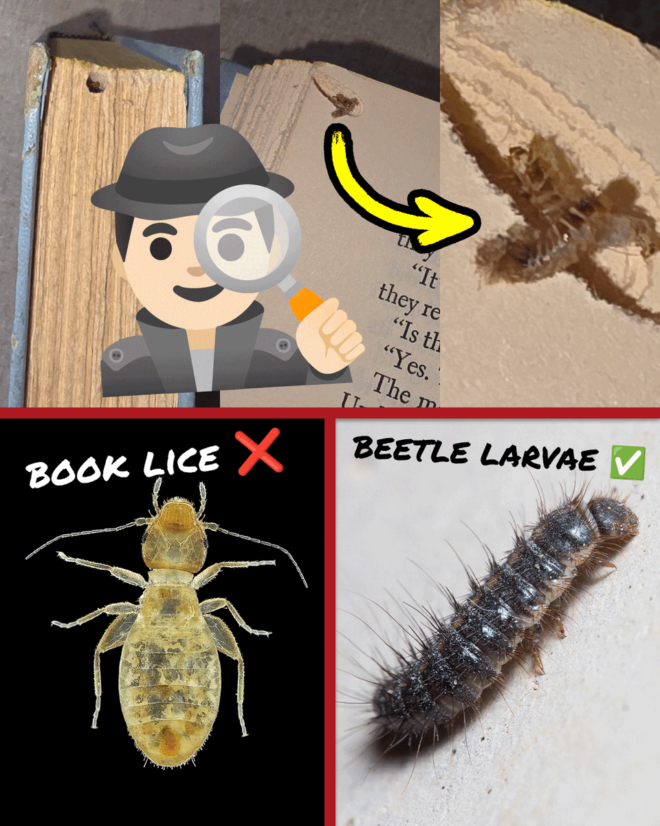 townandcountrypest tweet media