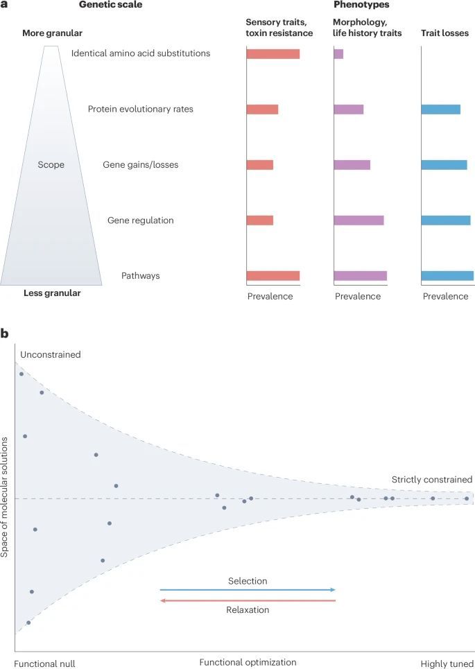strnr's tweet photo. The genetic foundations of convergent traits https://t.co/iAOUX1yAKe (free: https://t.co/TpMny8ddvv) 🧬💻🧪 https://t.co/9ZrIIuplSs