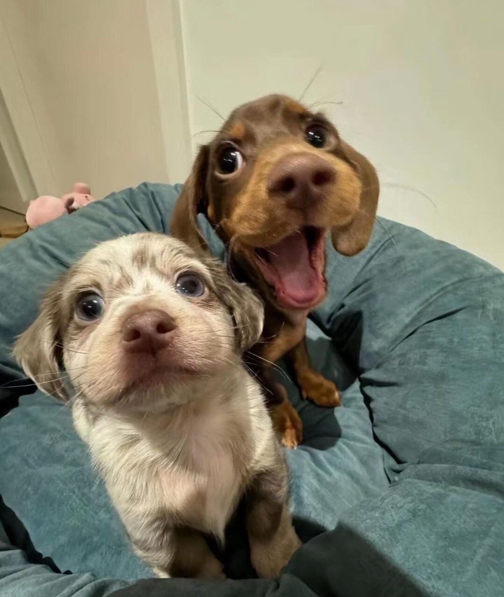 💖 (@twaniimals) on Twitter photo 