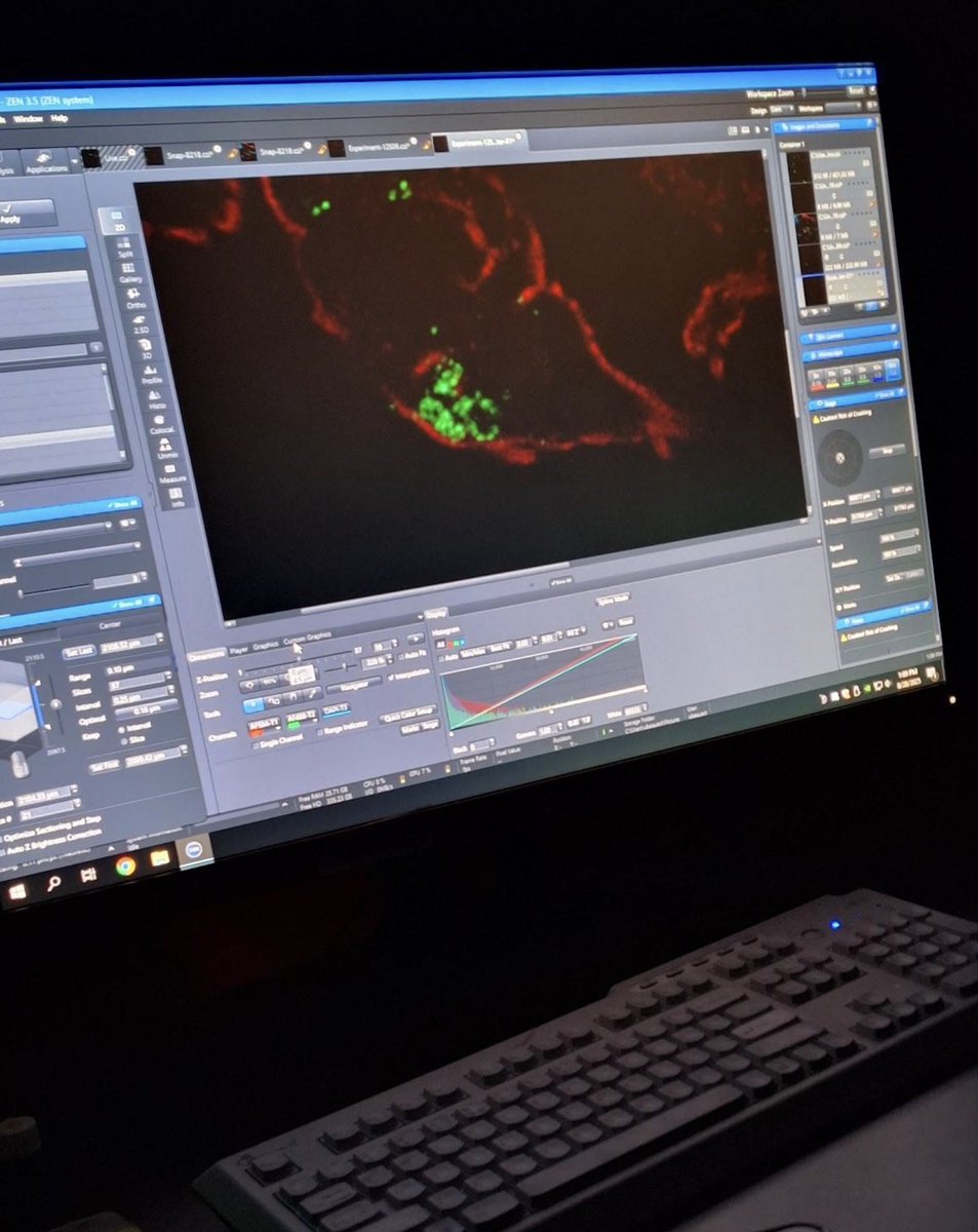 UNUBIOLAC's tweet photo. Fellow Victoria Vitali used CRISPR/Cas9 in Uruguay to uncover how Trypanosoma cruzi aquaporins work—and how they might help deliver targeted therapies with minimal impact on the host. https://t.co/ngj4VvOETY https://t.co/cbp6visiZ8