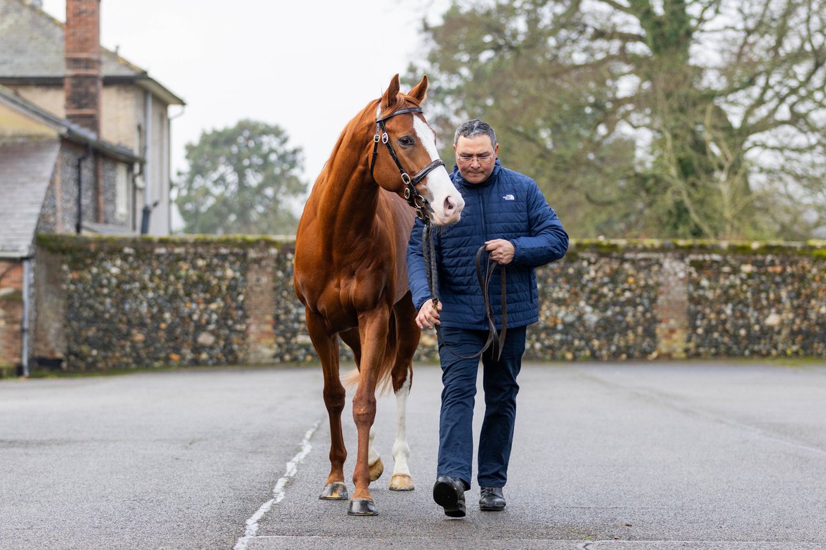 BartonStud1's tweet photo. 📸 Scorthy Champ and Stallion Manager Pablo on the first day of the Scorthy Champ breakfast.
Don’t miss seeing him before the breeding season begins with viewings continuing tomorrow and Friday from 9am at Elmswell Park Stud.
📍 Elmswell Park Stud, IP30 9ES
#ScorthyChamp https://t.co/cmyunBW01X