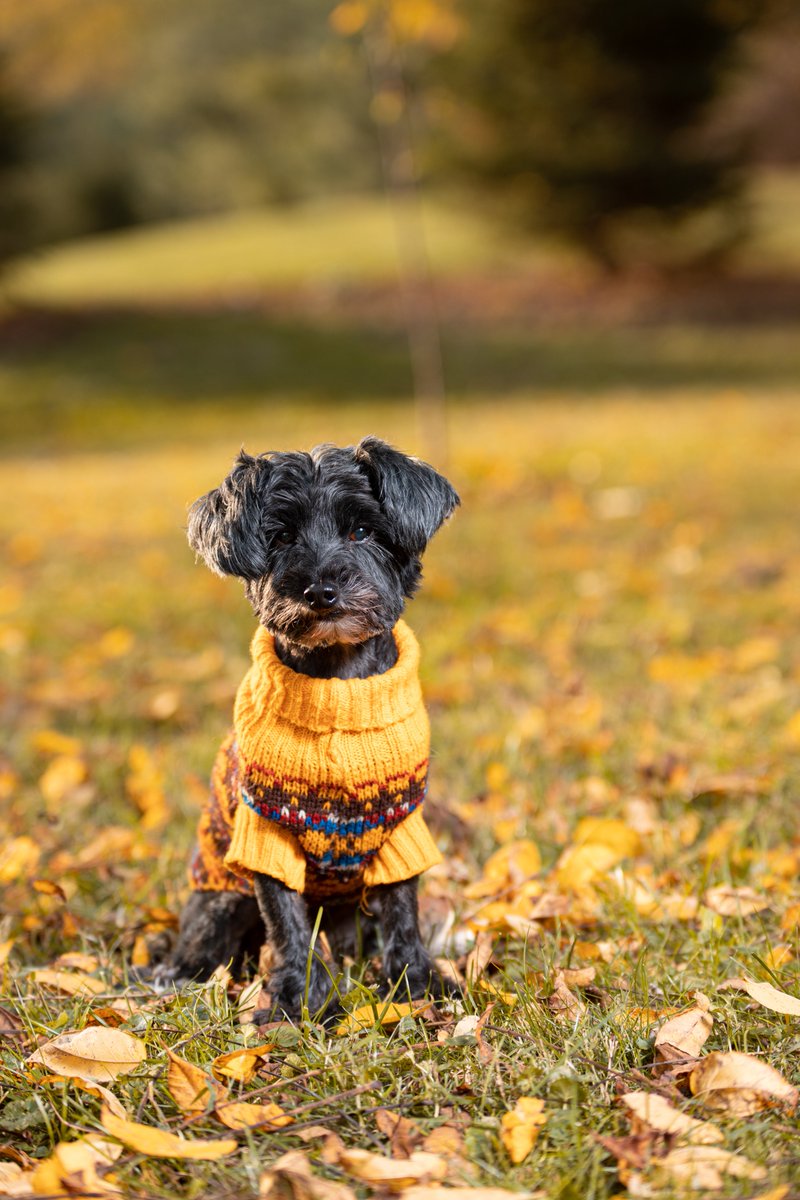 Benjamin Lehman tweet media