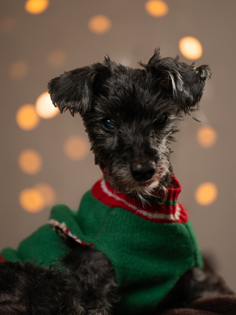 Benjamin Lehman tweet media