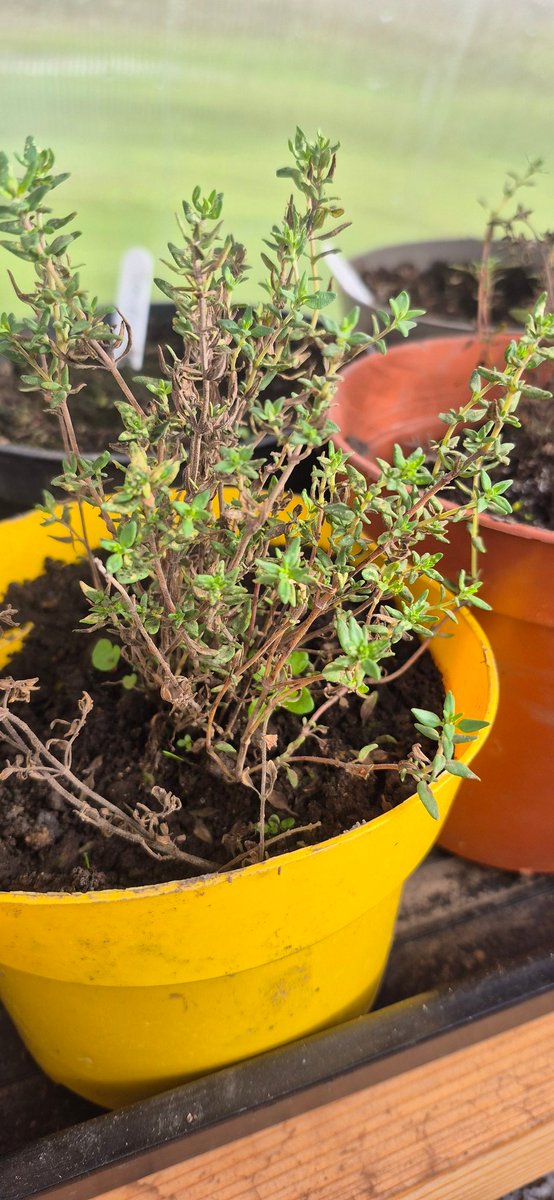 Togher Community Garden tweet media