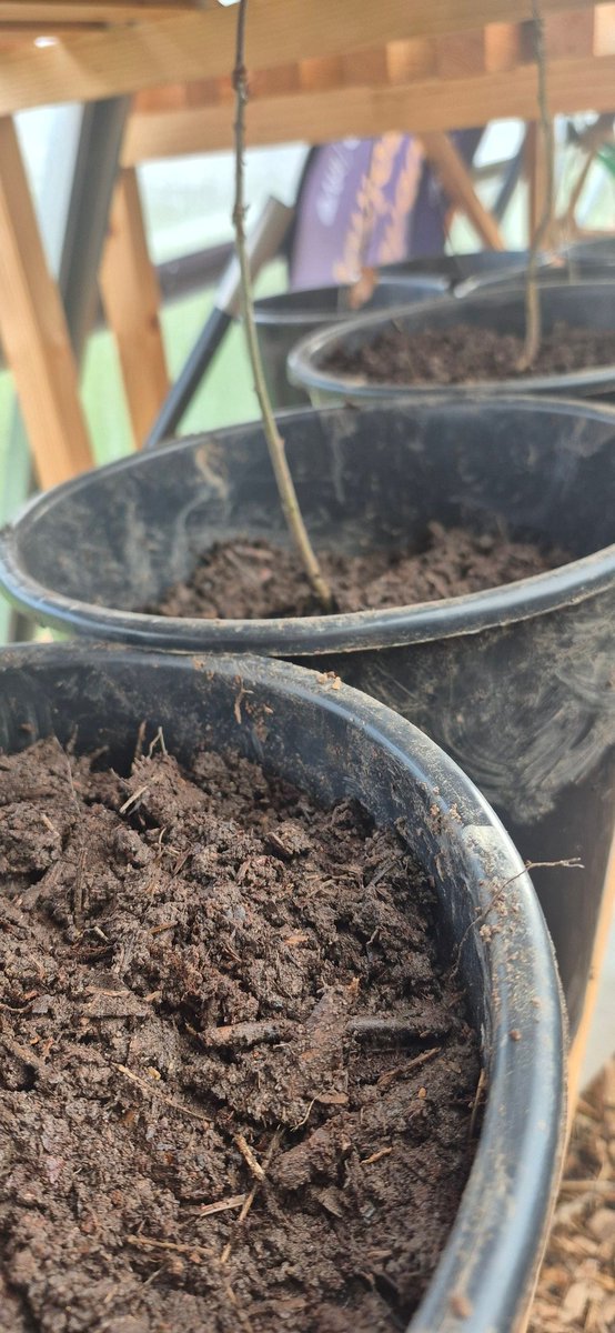 Togher Community Garden tweet media