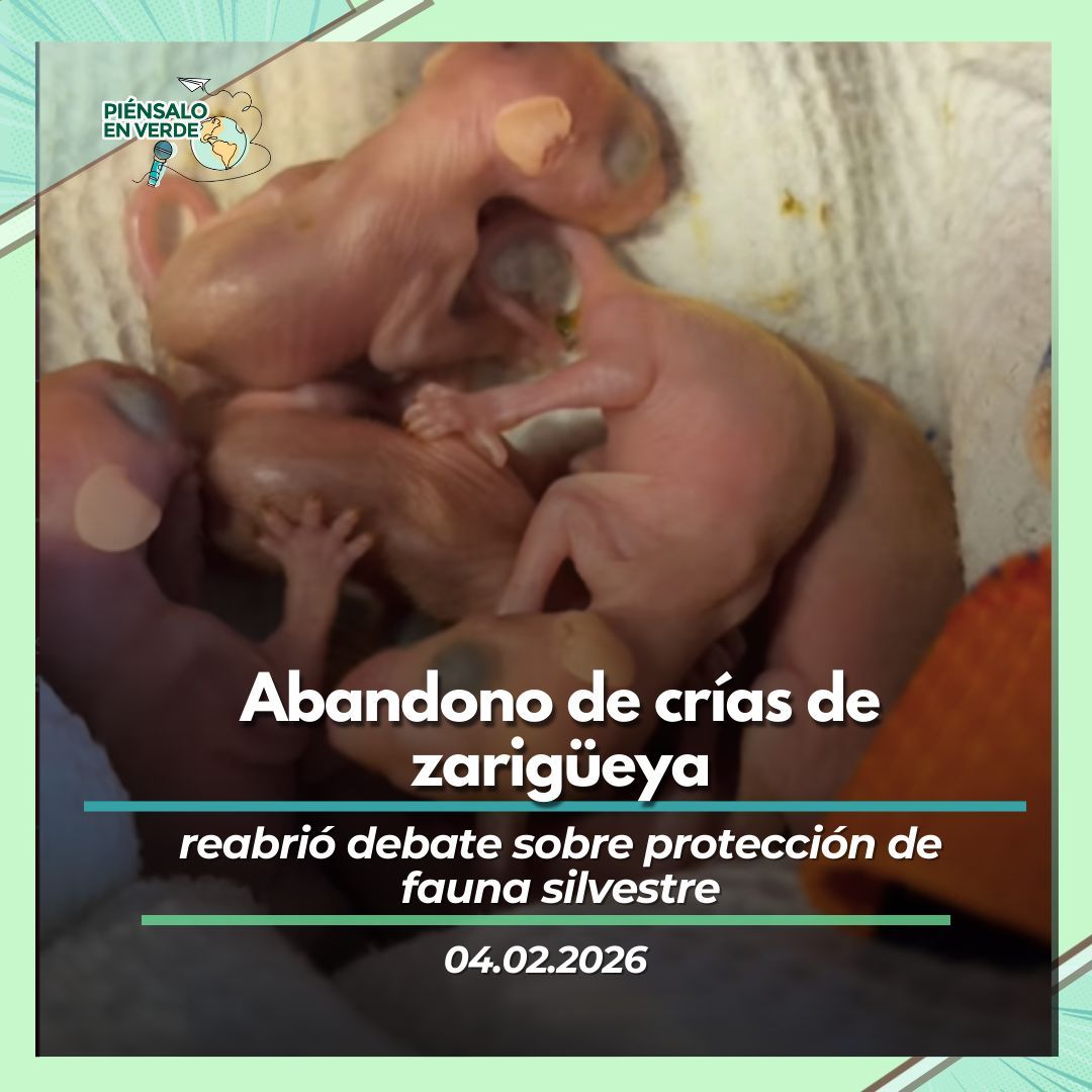 piensalo_verde's tweet photo. 📰 Abandonaron siete crías de zarigüeya dentro de una caja, dejándolas en una colonia de gatos.
Fundación Proyecto Sacha alertó que el hecho constituyó maltrato y evidenció un problema grave con la fauna silvestre. https://t.co/em347fOIw8