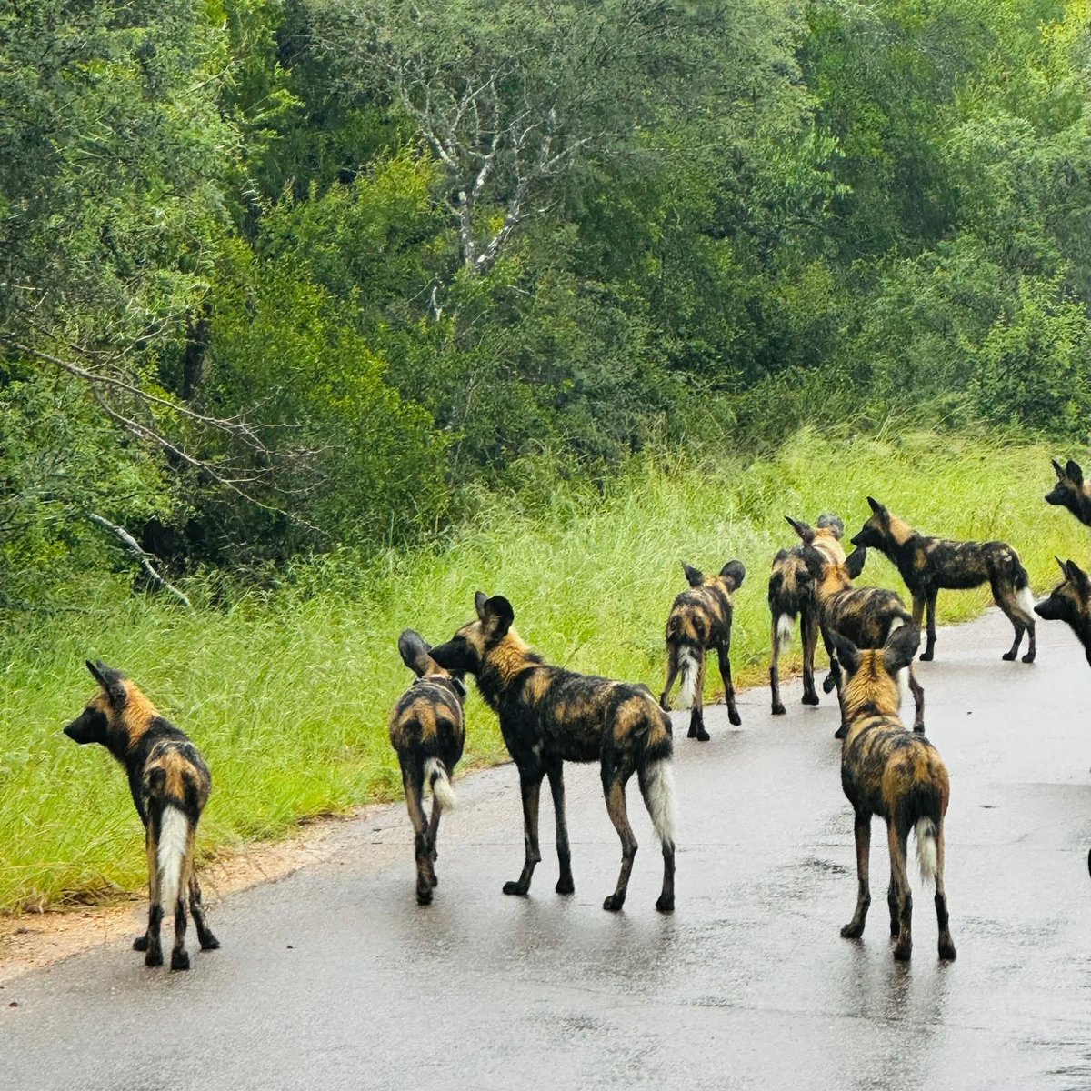 TravelAdvisor8's tweet photo. Kambaku River Sands in the Timbavati Game Reserve is a premier 5-star, all-inclusive destination offering luxurious, intimate safari experiences. 

Guests love it for superior Big Five game viewing and more. 

#thetraveladvisor 
#kambakuriversands 
#Timbavati 
#southafrica https://t.co/3L445EFEAN