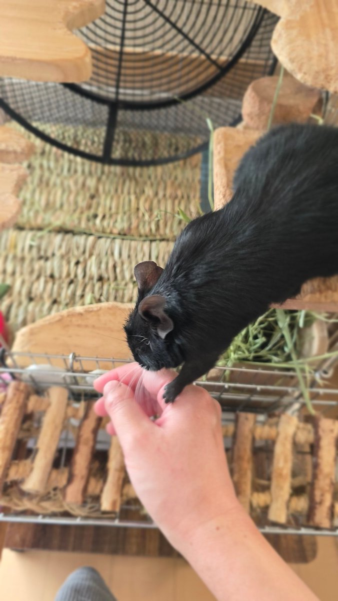 🐭ねぇ、おやつあるの？
こごみのおやつ隠してる？
(ごめん、何も持ってない、、)