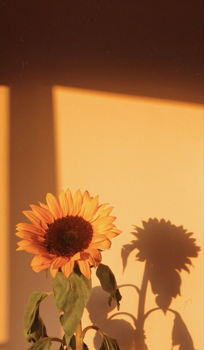 allie 🌻 tweet media