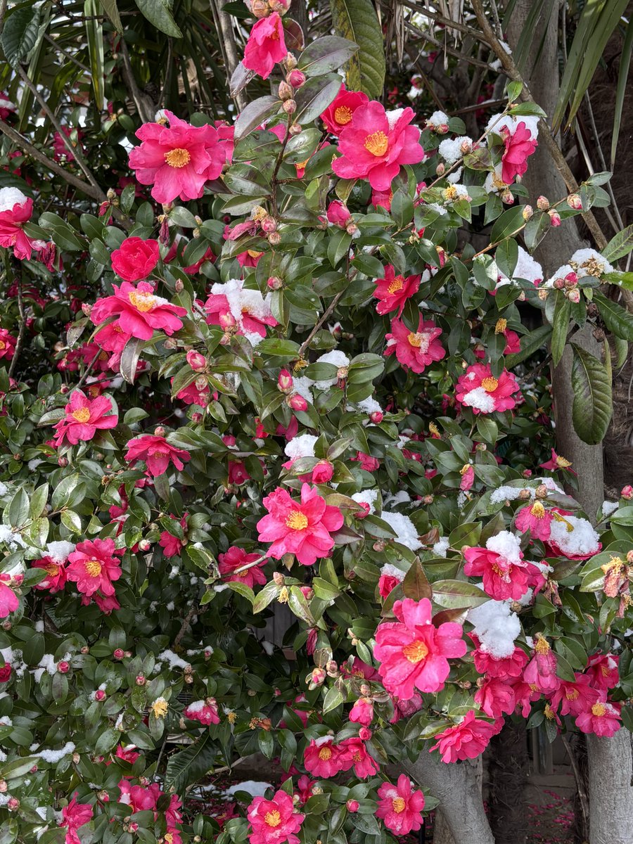 rena22475463's tweet photo. 雪積もった椿好き(๑♡∀♡๑) #椿   #雪  #雪桜   #雪椿 https://t.co/llLn5DEHxk