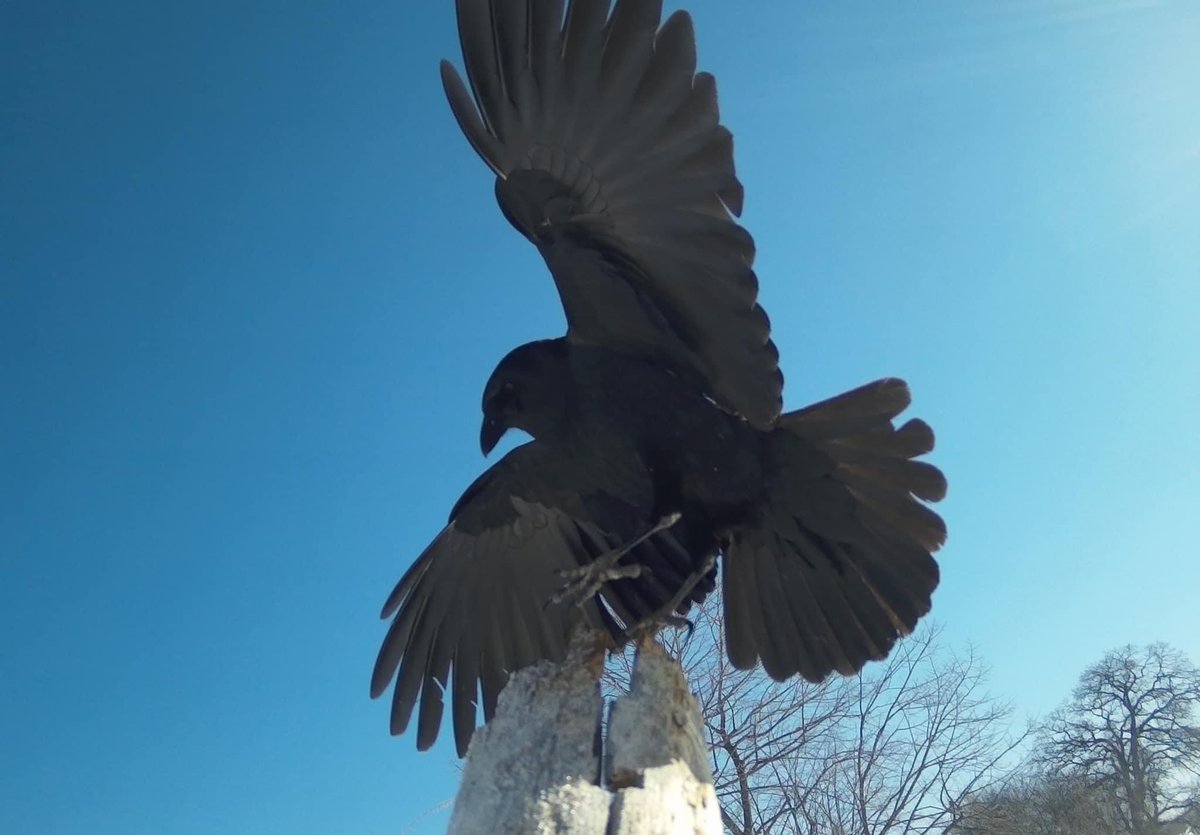 ذُوقـــان (@epicureius) on Twitter photo 