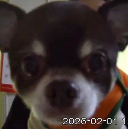 ahn keonho and ahn cookie the cutest puppies in the world 🤏