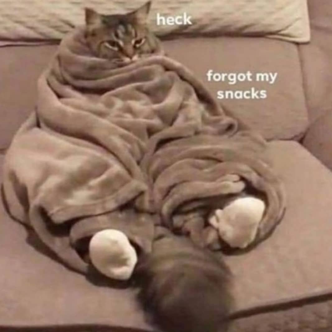 Punch Cat tweet media