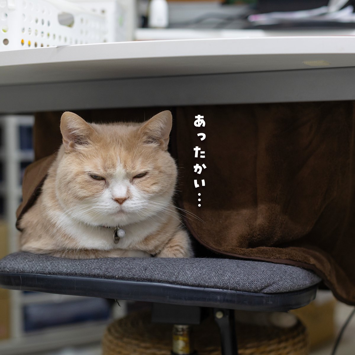 【猫が居る生活】 mqdefault.jpg