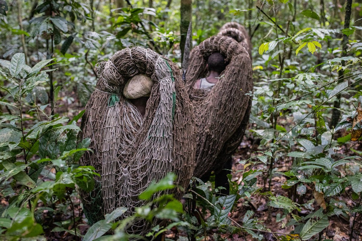 WCS Congo tweet media