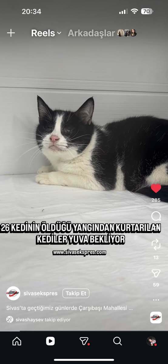 addictedtocatsz's tweet photo. bu bebeklere yuva lütfen ya ACİL 🚨😭🤍 
11 tane bebek kurtarılmış…🥺❤️‍🩹 https://t.co/Vctn1UJHk9