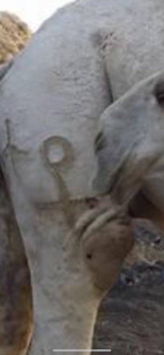 ( الكفة وسم عبس من غطفان ) تتغير الرسوم ولا تتغير الوسوم.وهو أثر قديم في حرة بني رشيد محافظة الحائط  في بلاد غطفان يعرف بالمذيلات وهو أثر قديم وقد اتخذته عبس وسماً لها وهو أرث من غطفان وتحتفظ به سلالة عبس في أنحاء الوطن العربي .