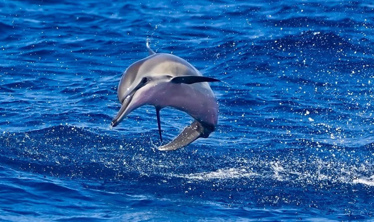 Global Sanctuary for Elephants tweet media