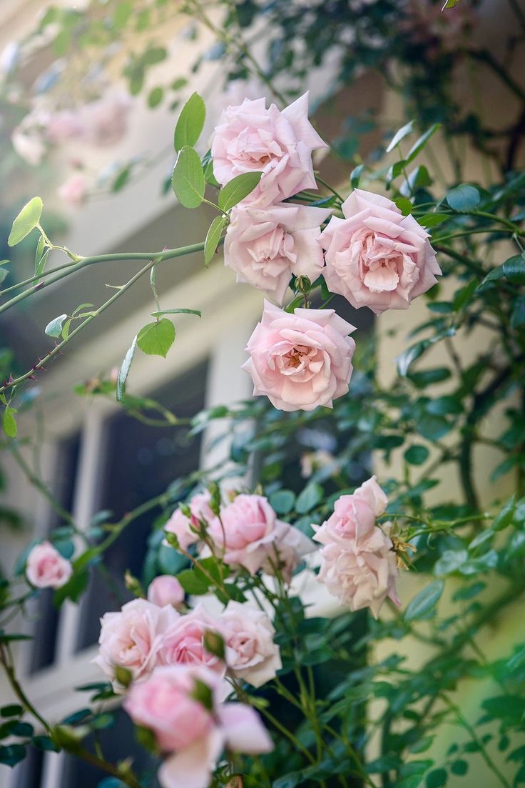 forensicskm's tweet image. ﴿وَلَئِن شَكَرْتُمْ لَأَزِيدَنَّكُمْ﴾
الحمدُ لله ربِّ العالمين  ..
حمدًا يملأ القلب طمأنينة، ويزيد النِّعم، ويجلب الرِّضا
امسينا وامسى الملك لله ☁️