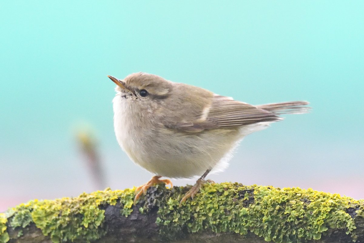 Rob Holmes tweet media