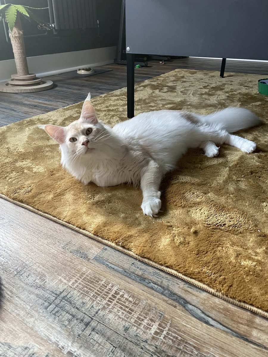 denise dean tweet media