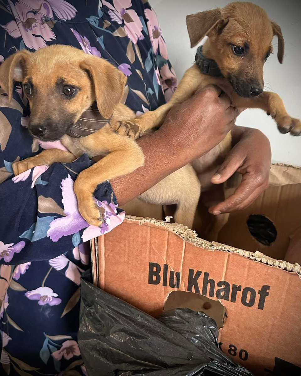 Busisiwe put her pups in a box and got on a taxi to seek medical advise and care for them…..
We love how people always make a plan to get to us when they care for their animals