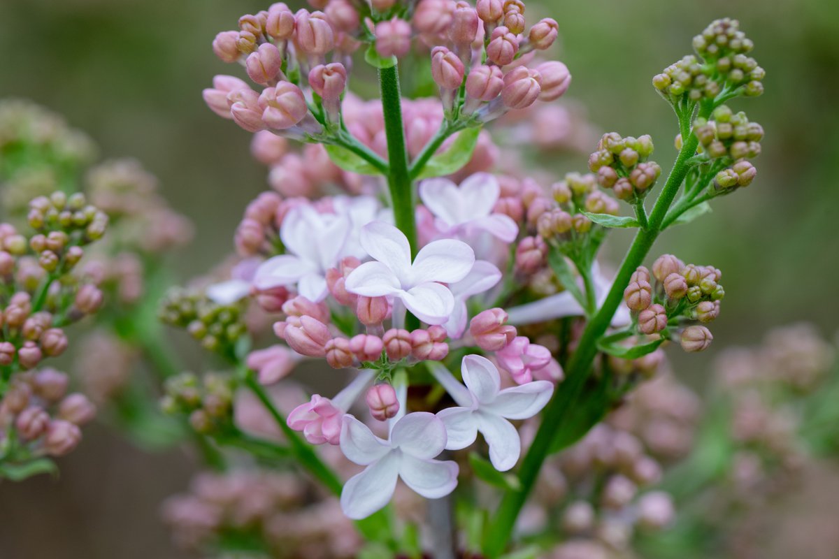 Heb jij ooit de betoverende schoonheid van seringen in volle bloei gezien? 🌸 Stap aan boord bij Westeinder Rondvaart voor een unieke SeringenXperience over de Westeinderplassen.
📅 Data 2026: 7 maart | 28 maart | 11 april
➡️ Meer info via de website
📷 <a href="/kicksfotos/">kicksfotos.nl</a>