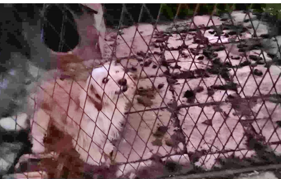🚨🔔Okolice Mielca i sunia w kojcu, w odchodach 😡

Zbiórka stoi w miejscu.
Wolontariuszki chcą ją wyrwać z tego strasznego miejsca ! 

Pomóżcie jej opuścić piekło ❗️❗️❗️
Pomagam.pl/cpghm9