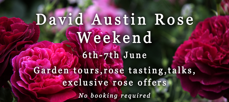 PottyPreston's tweet photo. Here at Preston Bissett Nurseries this June. #Davidaustinroses
#Roses #roseweekend #gardennurseries https://t.co/7mTJemhlyf