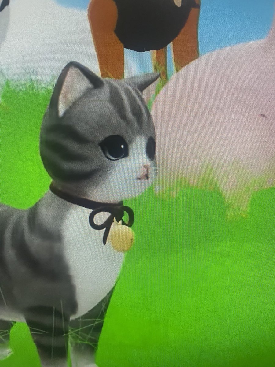 Sonia Zuccaro tweet media