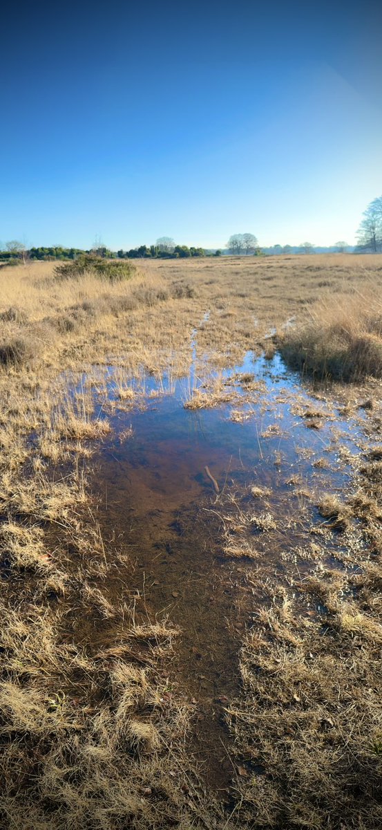 Rene Runningman tweet media