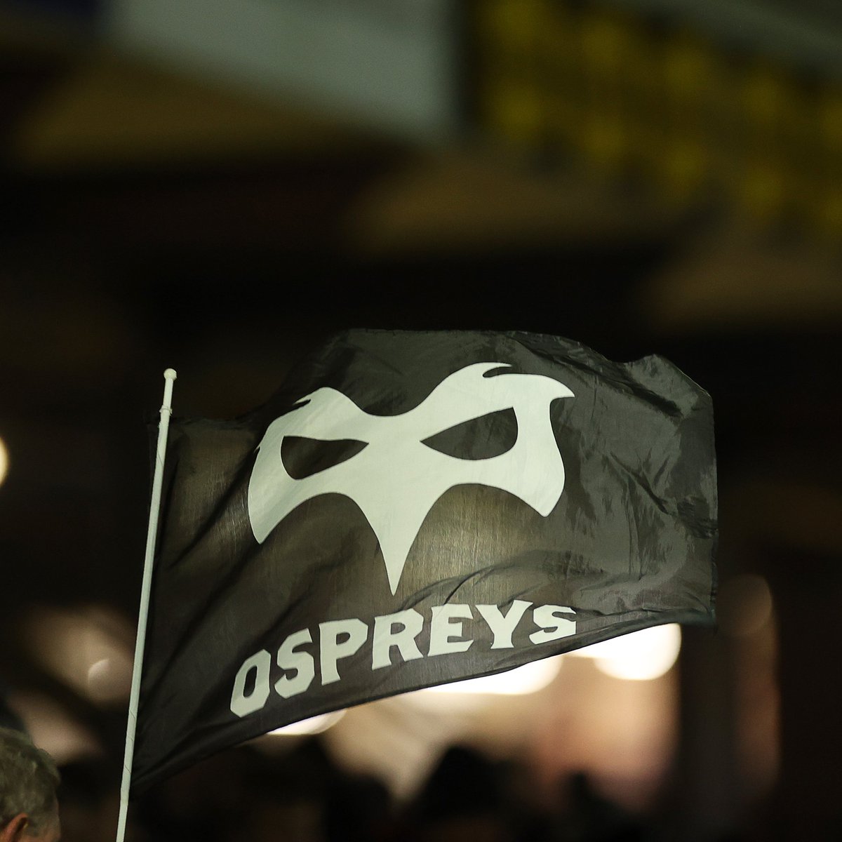 Ospreys tweet media