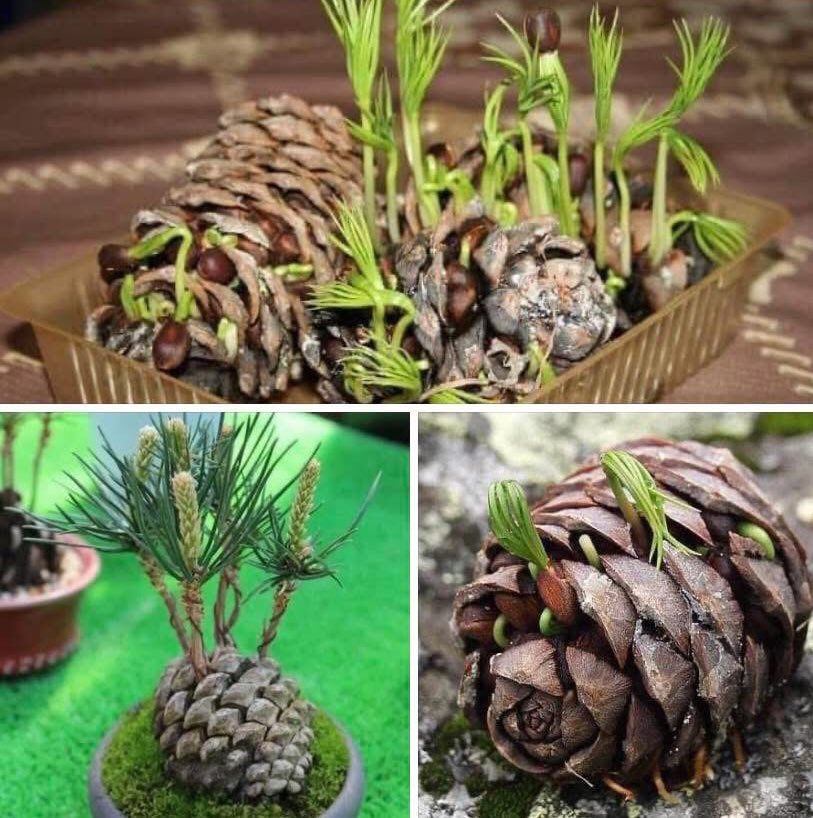 sohi1962's tweet image. А сосновая шишка очень легко прорастает . Достаточно принести её в дом и регулярно поливать положив бочком в небольшой слой земли 😊🌲